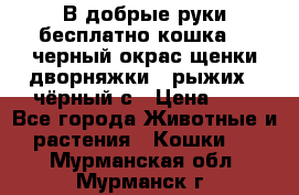 В добрые руки бесплатно,кошка,2.5черный окрас,щенки дворняжки,3 рыжих 1 чёрный,с › Цена ­ - - Все города Животные и растения » Кошки   . Мурманская обл.,Мурманск г.